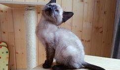 暹罗猫猫染色爆料视频,视频爆料带你一探究竟